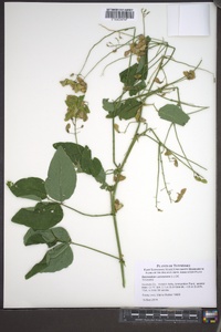 Desmodium canescens image