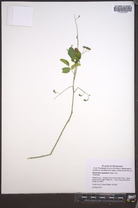 Desmodium glabellum image