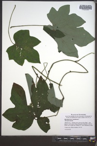 Menispermum canadense image