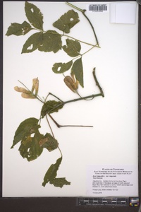 Acer negundo var. negundo image
