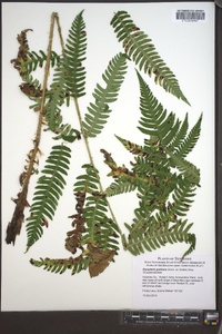 Dryopteris goldieana image