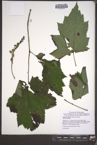 Actaea rubifolia image