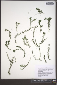 Elodea nuttallii image