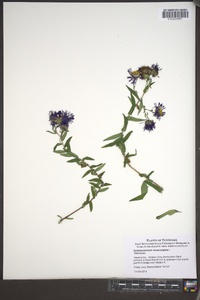 Symphyotrichum novae-angliae image