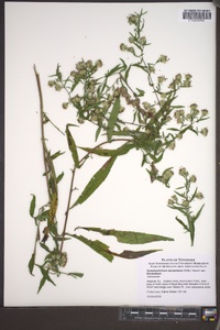 Symphyotrichum lanceolatum var. lanceolatum image
