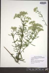 Eupatorium hyssopifolium image