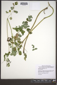 Thalictrum pubescens image