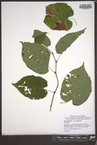 Tilia americana var. americana image