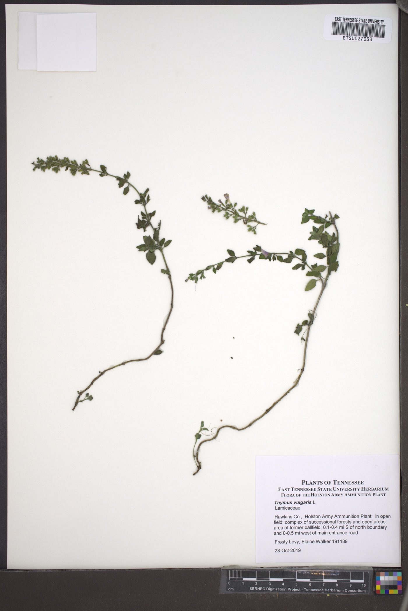 Thymus image