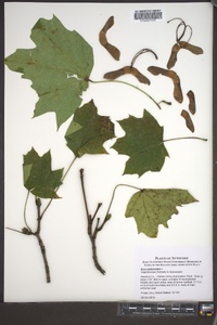 Acer platanoides image