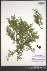 Hesperotropsis leylandii image