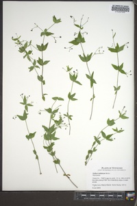 Galium latifolium image