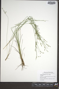 Juncus anthelatus image