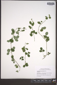 Lespedeza procumbens image