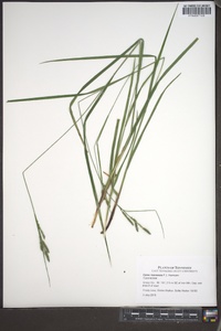 Carex roanensis image