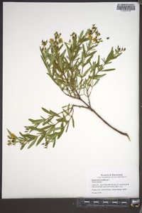 Hypericum prolificum image