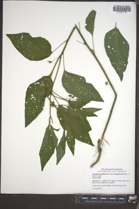 Physalis longifolia image