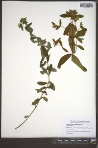 Hypericum mitchellianum image