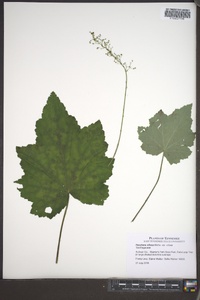 Heuchera villosa image