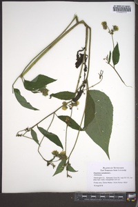 Polymnia canadensis image