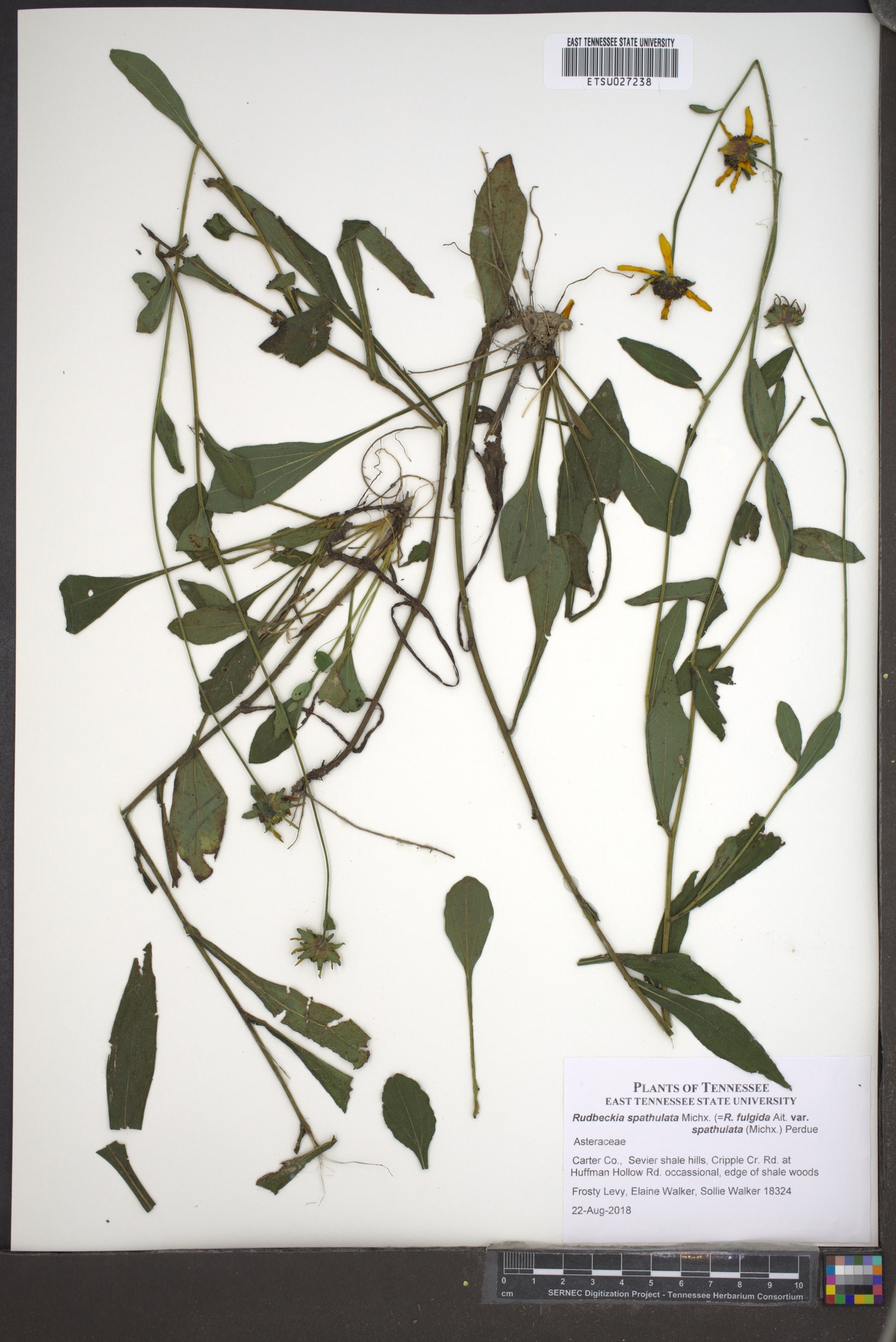 Rudbeckia spathulata image