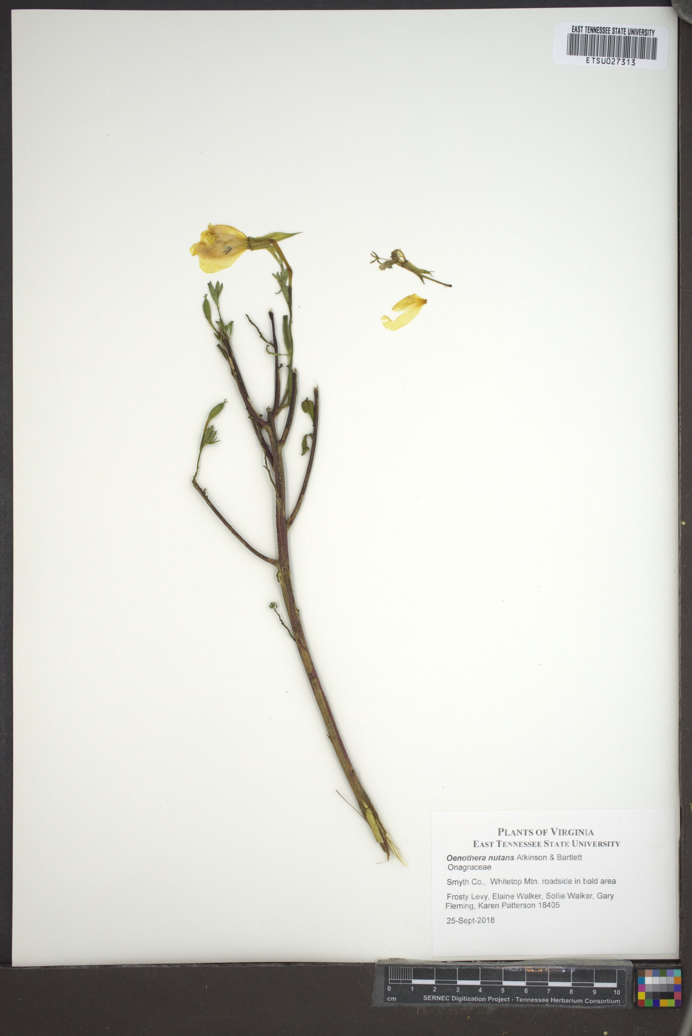 Oenothera nutans image