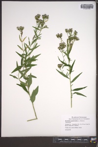 Brickellia eupatorioides image