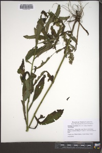 Solidago lancifolia image