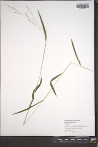 Leersia virginica image