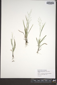 Panicum depauperatum image