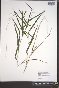 Muhlenbergia tenuiflora image