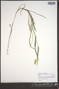 Setaria pumila image