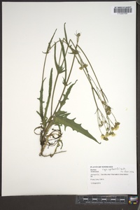 Crepis capillaris image