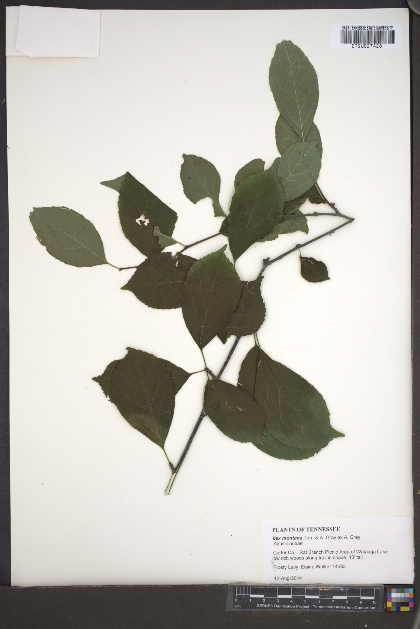 Ilex montana image