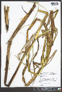 Scirpus expansus image