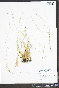 Aristida oligantha image