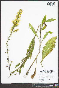 Solidago speciosa image