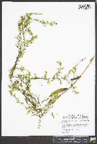 Symphyotrichum dumosum var. dumosum image