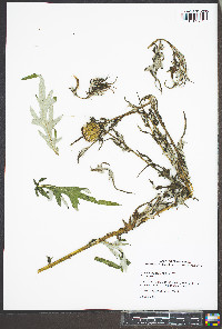 Cirsium discolor image