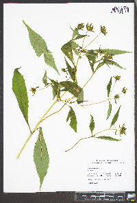Bidens connata image
