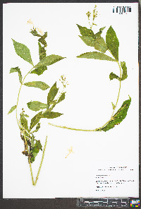 Phlox paniculata image