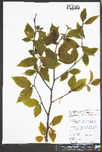 Betula alleghaniensis image