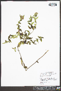 Pycnanthemum × clinopodioides image