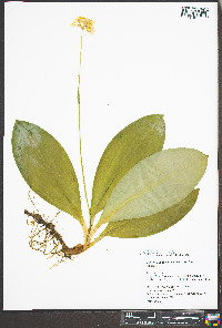 Clintonia umbellulata image