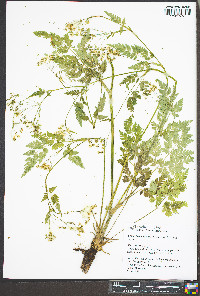 Osmorhiza claytonii image