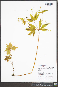 Sanicula odorata image