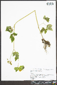 Thaspium barbinode image