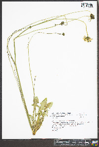 Hypochaeris radicata image