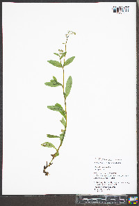 Myosotis scorpioides image