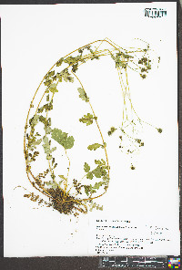 Geum vernum image